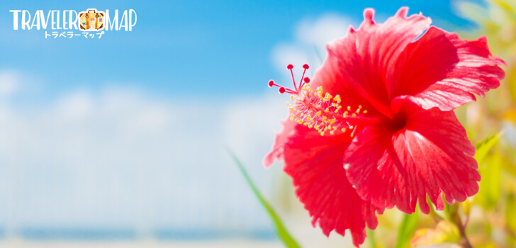 沖縄でよく見かける花には こんな花言葉があった トラベラーマップ