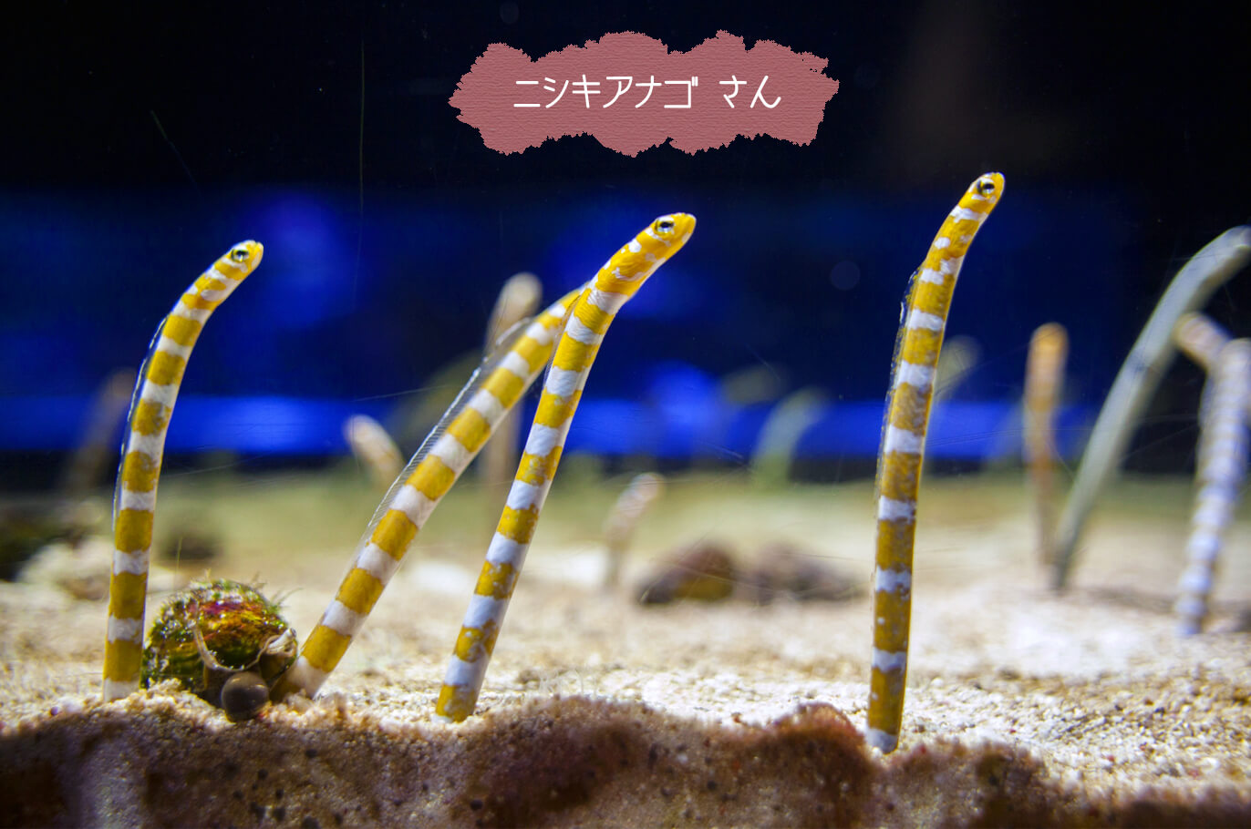 沖縄美ら海水族館の人気者 チンアナゴの秘密 トラベラーマップ