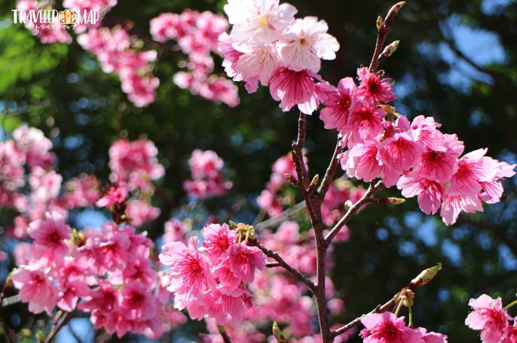 八重岳の桜