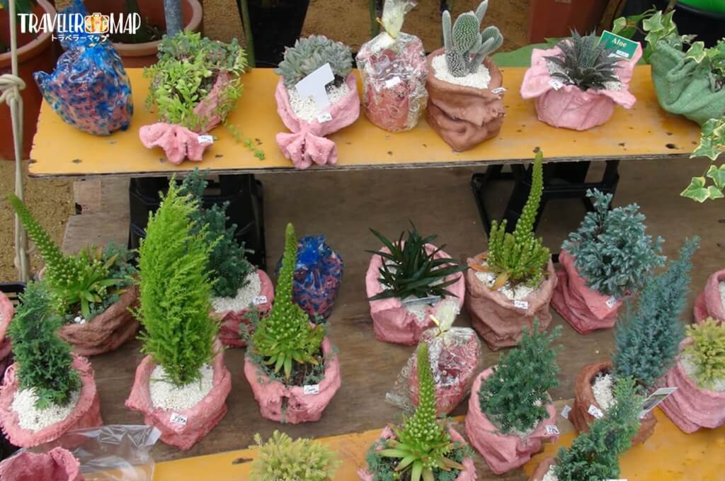 産業祭りで販売されている植物
