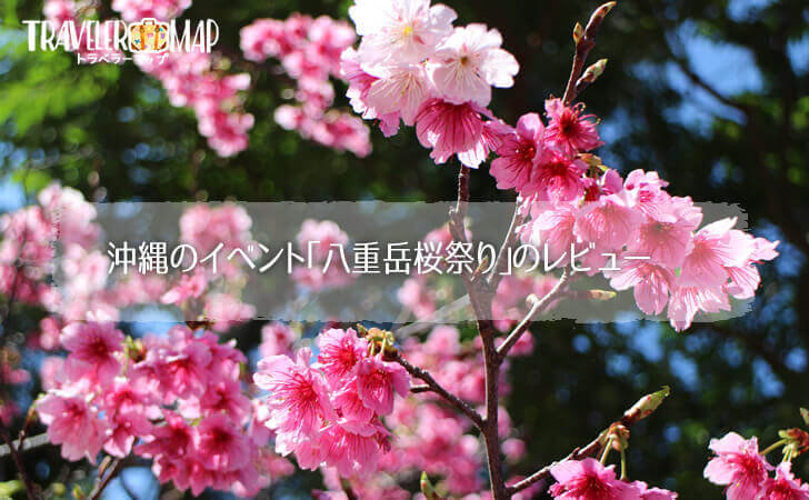 沖縄のイベント｢八重岳桜祭り｣のレビュー