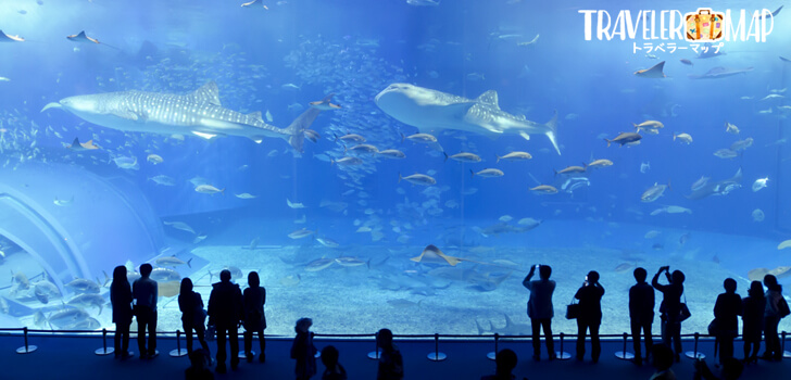 美ら海水族館