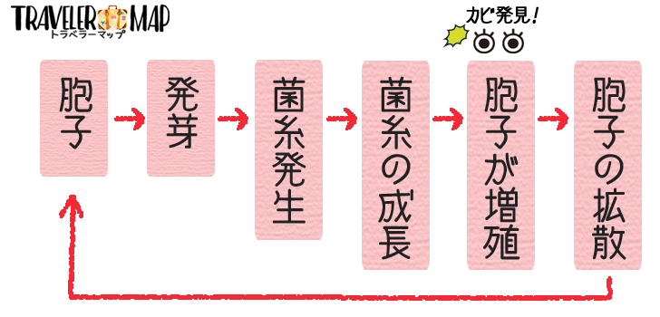 カビの繁殖サイクル