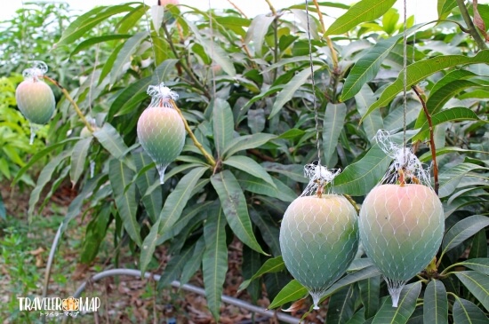 夏小紅