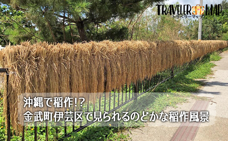金武町の稲作風景