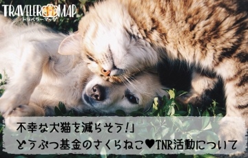 さくらねこ♥TNRの活動について