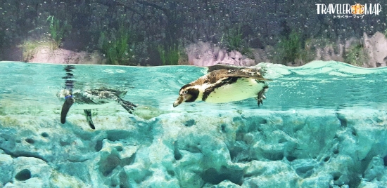 かりゆし水族館のペンギン
